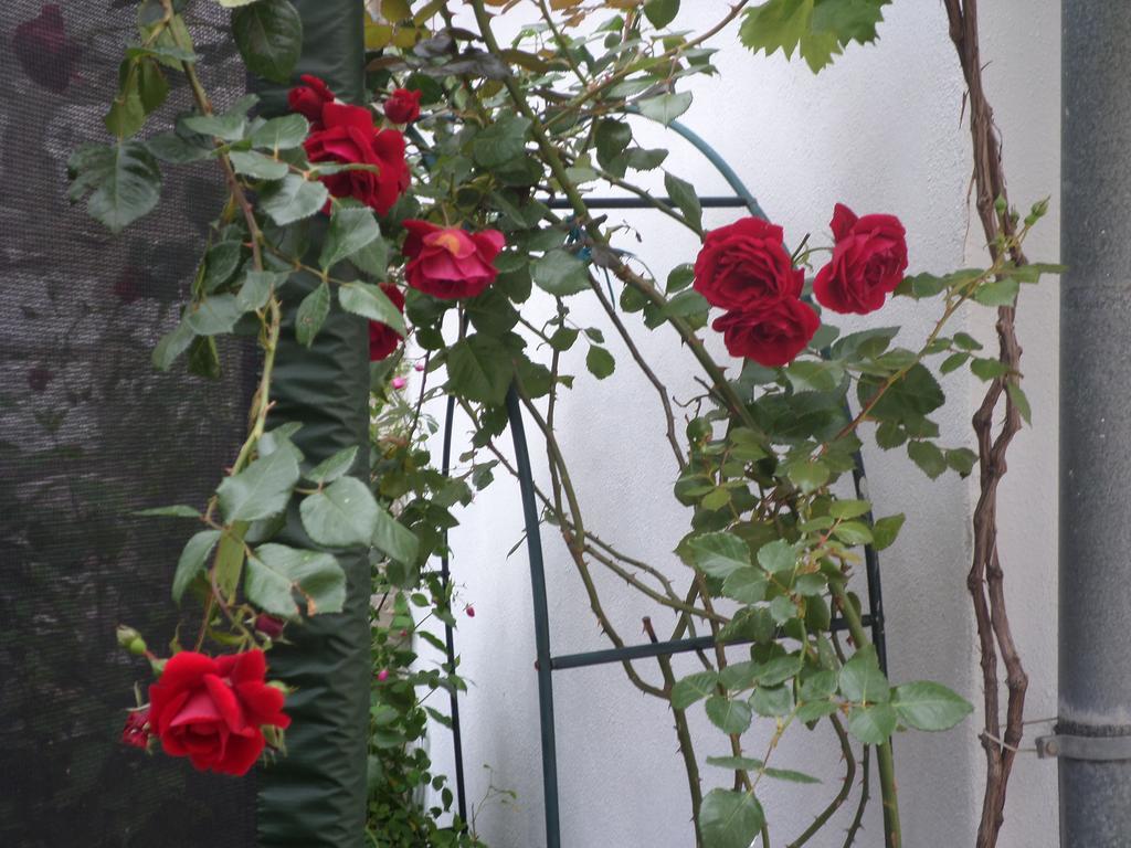 Guest House Dada Dubrovnik Exterior photo